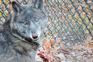 New Wolf at Wildwood Zoo