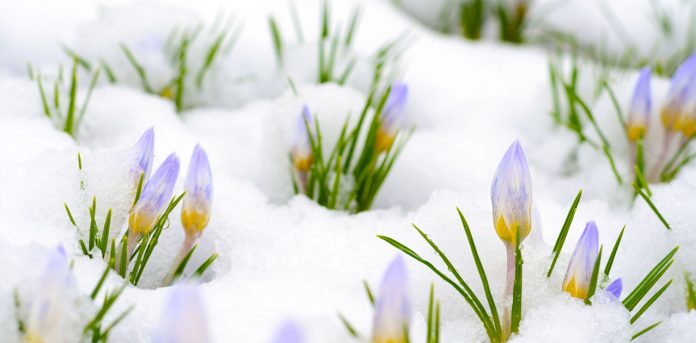 flowers popping up through snow