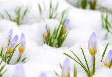 flowers popping up through snow